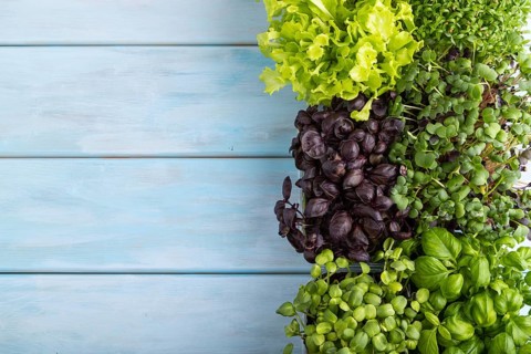 Set of boxes with microgreen sprouts of purple and green basil, sunflower, radish, sorrel, pea,