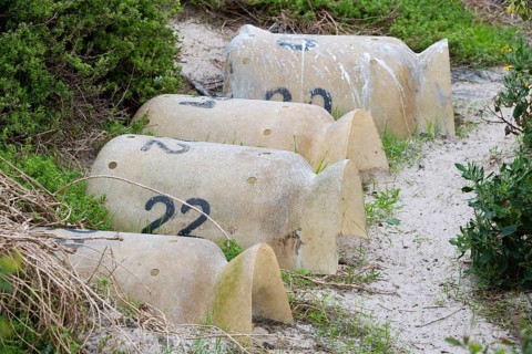 Artificial breeding burrows for african penguins (Spheniscus demersus), Boulders Beach, Simon's
