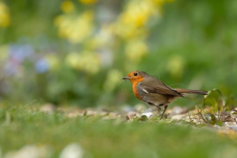 European robin (Erithacus rubecula) adult bird collecting nesting material in a garden in the