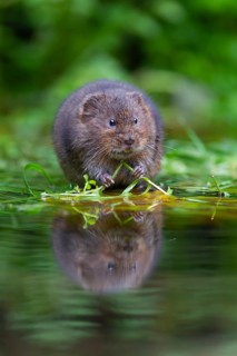 Water vole (Arvicola amphibius) adult animal feeding on floating pond plants, Kent, England, United