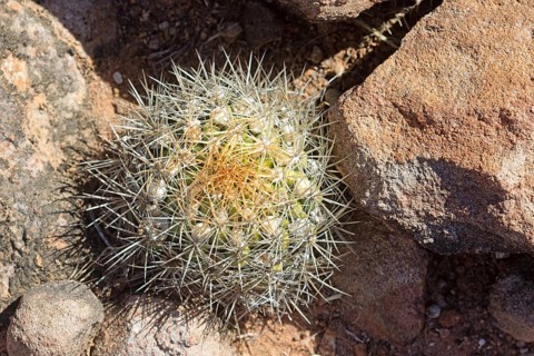 Weingartia neocumingii