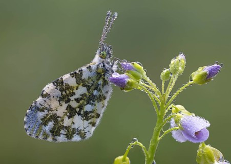 Aurora butterfly on meadowfoam