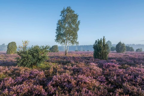 Heath landscape, flowering common heather (Calluna vulgaris), birch (Betula), common juniper