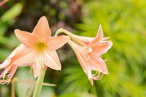 Amaryllis pink flowers. Background, sunny day at tropical park, gardening