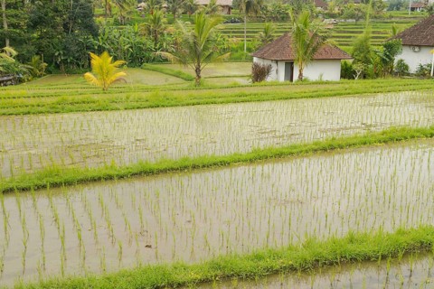 Rice terraces, Campuhan ridge walk, Bali, Indonesia, track on the hill with grass, large trees,