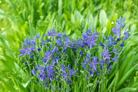 Beautiful Camassia blue flowers in the garden, selective focus
