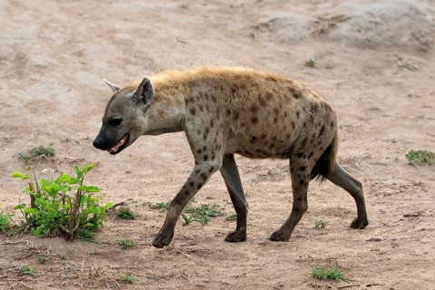 Spotted hyena (Crocuta crocuta), adult, running, Kruger National Park, Kruger National Park, South