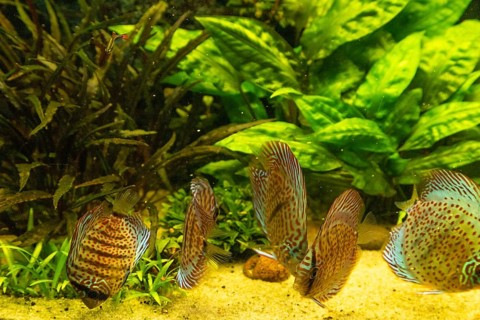 Colorful Discus fish floating in the aquarium with decorative water plants background