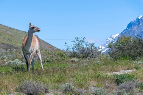 Guanaco (Llama guanicoe), Huanako, Torres del Paine National Park, Patagonia, End of the World,