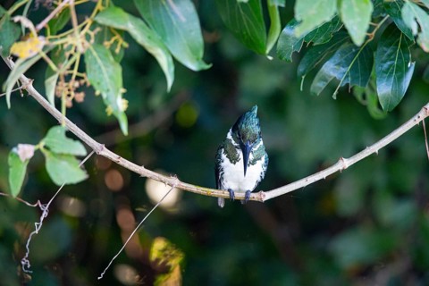 Amazon kingfisher (Chloroceryle amazona) Pantanal Brazil