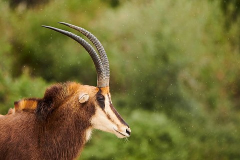 Sable antelope (Hippotragus niger), portrait, in the dessert, captive, distribution Africa