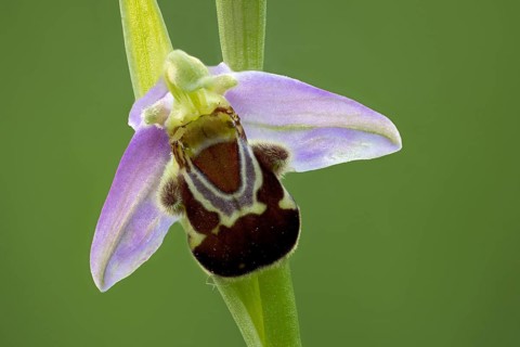 Bee orchid