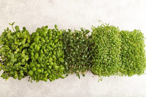 Set of boxes with microgreen sprouts of green basil, pea, cilantro, sunflower, watercress on gray