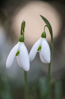 Snowdrop (Galanthus nivalis), Emsland, Lower Saxony, Germany, Europe
