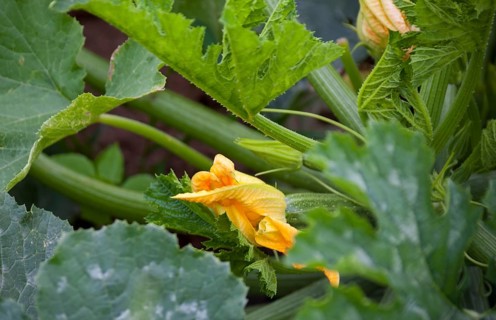 Zucchini (Cucurbita pepo subsp. pepo convar. giromontiina), fruit and flower, Palatinate,
