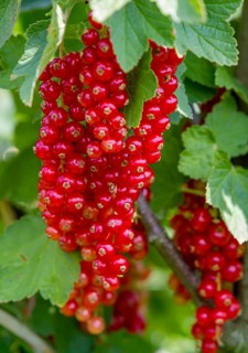 Redcurrants (Ribes rubrum), redcurrant bush, Palatinate, Rhineland-Palatinate, Germany, Europe