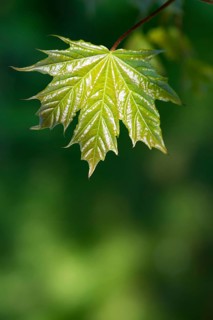 Norway maple (Acer platanoides) or Norway maple, young, freshly unfolded, shiny leaf in May,
