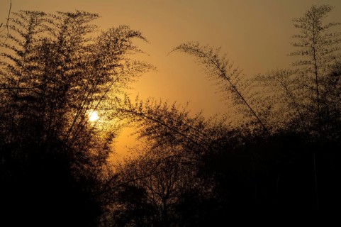 Bamboo, silhouette, evening light, Andhra Pradesh, India, Asia
