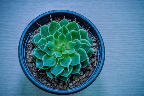 Small green cactus belonging to the family of Crassulaceae in a flower pot photographed through