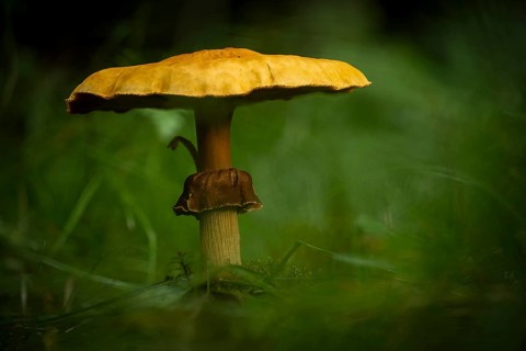 Mushroom on forest meadow, Mindelheim, Unterallgaeu, Bavaria, Germany, Europe