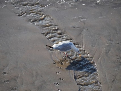 Seagull bird animal