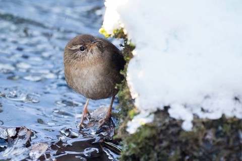 Eurasian wren (Troglodytes troglodytes) standing in a stream bed, winter, Hesse, Germany, Europe