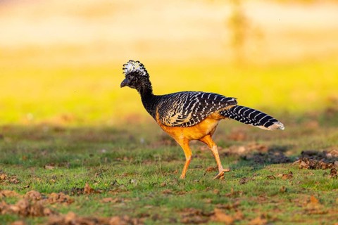 Bare-faced shokko (Crax fasciolata) Pantanal Brazil