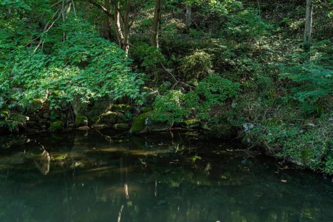 Tree branches over small shaded pond in wilderness park in Gimje-si, South Korea, Asia