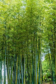 Tall bamboo stalks in garden on sunny afternoon in Hiroshima, Japan, Asia