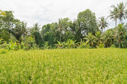 Rice fields in countryside, Ubud, Bali, Indonesia, green grass, large trees, jungle and cloudy sky.