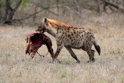 Spotted hyena (Crocuta crocuta), adult, with prey, carrying prey, running, Sabi Sand Game Reserve,