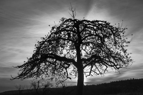 Silhouette of a single fruit tree in a meadow against the evening sky. Between Neckargemuend and