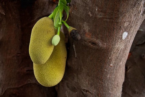 Jackfruit tree (Artocarpus heterophyllus), on a tree, Auroville, near Pondicherry or Puducherry,