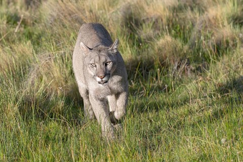 Cougar (Cougar concolor), silver lion, mountain lion, cougar, panther, small cat, Torres del Paine