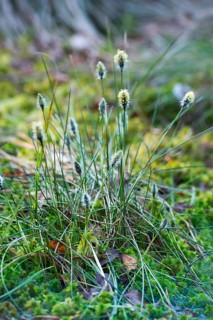 Hare's-tail cottongrass (Eriophorum vaginatum), inflorescences, and peat moss (Sphagnum) or pale