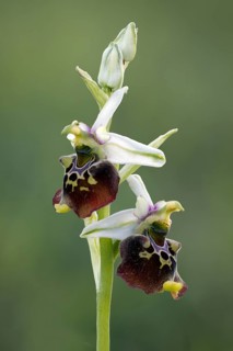 Bumblebee orchid