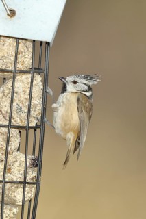 Crested Tit (Lophophanes cristatus), feeding on fat balls, North Rhine-Westphalia, Germany, Europe