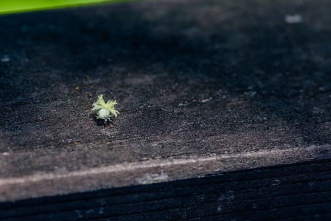 Beautiful Ricaniidae Planthopper nymph plant hopper on wooden fence railing