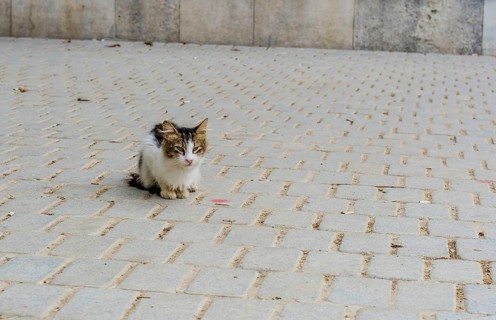 Small black and white kitten crouched on cobblestone walkway in Istanbul, Turkiye