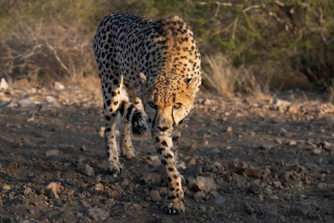 Cheetah (Acinonyx jubatus) in a threatening posture, Khomas region, Namibia, Africa