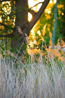 The warm light of the setting sun falls through grasses and trees, summer evening in the forest by
