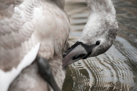 Young grey mute swan (Cygnus olor), partially white juvenile, swimming peacefully on the water and