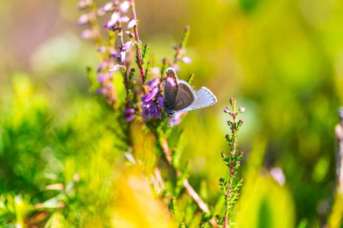 Silver-studded blue (Plebejus argus), close-up, nature photograph, Norway, Tinn, Vestfold, Europe
