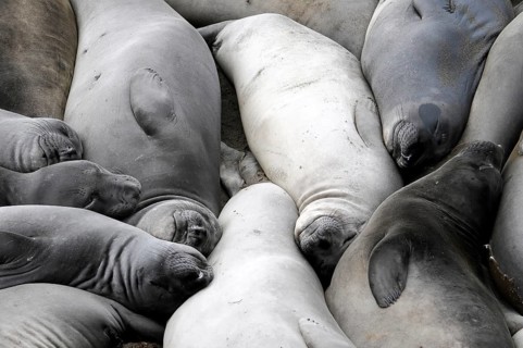 California sea lions, Adult and subadult male California sea lion (Zalophus californianus),