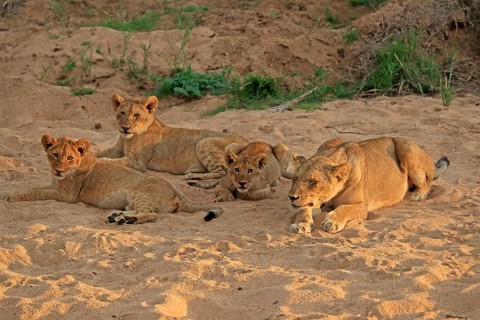 Lion (Panthera leo), cubs with mother, siblings, vigilant, Sabi Sand Game Reserve, Kruger National