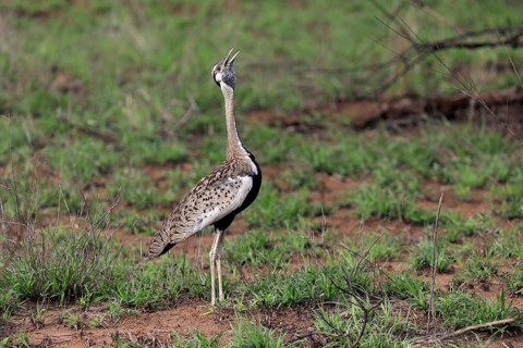 Red-crested Bustard, (Lophotis ruficrista), adult, calling, Kruger National Park, Kruger National