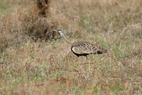 Black-bellied bustard (Lissotis melanogaster), adult, male, foraging, alert, Sabi Sand Game