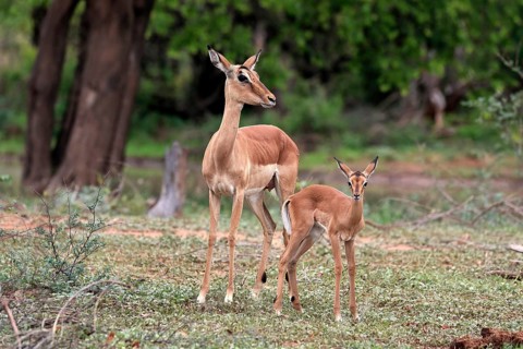 Black Heeler Antelope, (Aepyceros melampus), adult, female, young animal, mother with young animal,