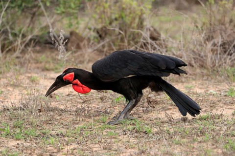 Southern ground hornbill (Bucorvus leadbeateri), adult, foraging, feeding, with prey, alert, Kruger