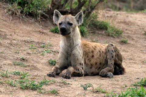 Spotted hyena (Crocuta crocuta), adult, sitting, observed, alert, Sabi Sand Game Reserve, Kruger